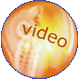 videowoord